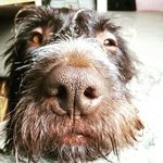Trevor Bruce Venaticus Major - @trevorbrucevenaticus - Instagram