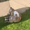 TrevorandBruce - @trevorandbruce.icecream - TikTok