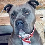 Trevor Bulger - @country_bullyz - Instagram