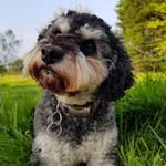 Trevor Denton - @trevordenton - Instagram