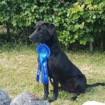 Trevor Doherty - @beroccangundogs - Instagram
