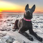 Trevor and Eric Fromm - @thek9commands - Instagram