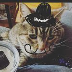 Trevor Glover - @catswithdrawnhats - Instagram