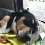 Trevor Arlo Hinkle - @trevor_doggo_8 - Instagram