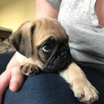 Trevor Montgomery O’Neill - @trevor_montgomery_pug - Instagram
