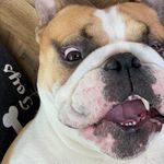 Trevor North - @trevor_englishbulldogg - Instagram