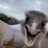 Trevor Schroeder70 - @peopleonherearestupid - TikTok
