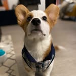 Trevor Sisson - @sir_bobalicious - Instagram