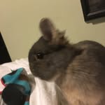 Trevor Sly - @trevor_the_bunny - Instagram