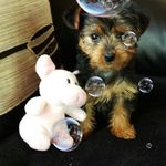 Trevor Weir - @trevor.weir.37 - Instagram
