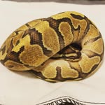Trey Wall - @wallballexotics - Instagram