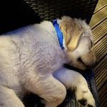 Tricia Armstrong - @triciaarmstrong63 - Instagram