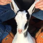 Tricia Baxter - @farmnewsforkids - Instagram