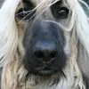 whippet123 - @triciacox60 - TikTok
