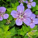 Tricia Fraser - @triciaf_gardener - Instagram
