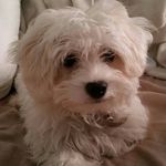 Trisha Fraser Blois - @fraserblois - Instagram