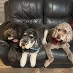 Tricia Gilbert - @goandglowmobilegrooming - Instagram