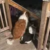 triciagilbertryan - @tricia.gilbert.ry - TikTok