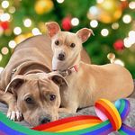 Tricia Hansen - @tillythe_treatdivaassistant - Instagram