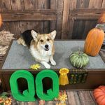 Tricia Harmon - @my3corgis_tricia_ - Instagram