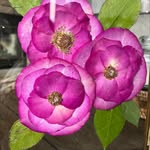 Tricia Kramer Werner - @primrosepreservation - Instagram