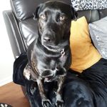 Tricia Lamb - @tricia.lamb.1238 - Instagram