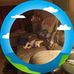 Patricia Springer - Facebook