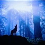 Tricia Wolfe Gilbert - @triciawolfegilbert - Instagram