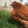 tricia.wolfe89 - @stevietheblindchicken - TikTok