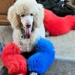 Trina Chaney - @trinas_pet_grooming - Instagram