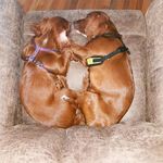 Trina Davidson - @echo.valley.cavapoos - Instagram