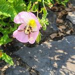 Trina Davidson - @widoworks - Instagram