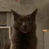 trinallison - @trinallison - TikTok