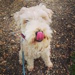 Trina Knowles - @peeringfromsomehighwindow - Instagram