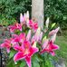 Trina Lambert - Facebook
