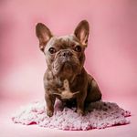 Trina Moses - @blueridge_frenchies_danes - Instagram
