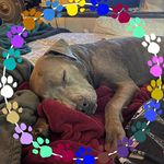 Trina Owens - @nova_bova_thepitbull - Instagram