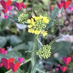 Trina Schneider - Facebook
