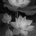 Trinh Ta - Facebook