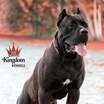 Trini-Kingdom Kennels - @trinikingdomkennels - Instagram