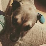 Trinity Dixon - @trinity_thepupper - Instagram