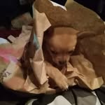 Trinity Downs - @lovebird12332 - Instagram
