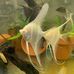 Trinity Fish Farms - Facebook
