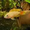 Trinity Fishroom - @trinityfishroom - TikTok
