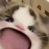 vũ Linh - @trinityivey8 - TikTok