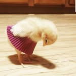 trinity mckinney - @babyducks_chickens - Instagram