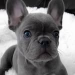 trinity McKinney - @frenchies.daily.journal - Instagram
