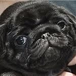 trinity McKinney - @pug_lovers_overdose - Instagram