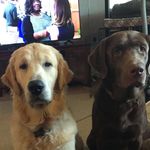 Trip Miller and Goose - @tripmillerandgoose - Instagram