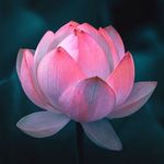 Trish Bryant - @trishbryant2021 - Instagram